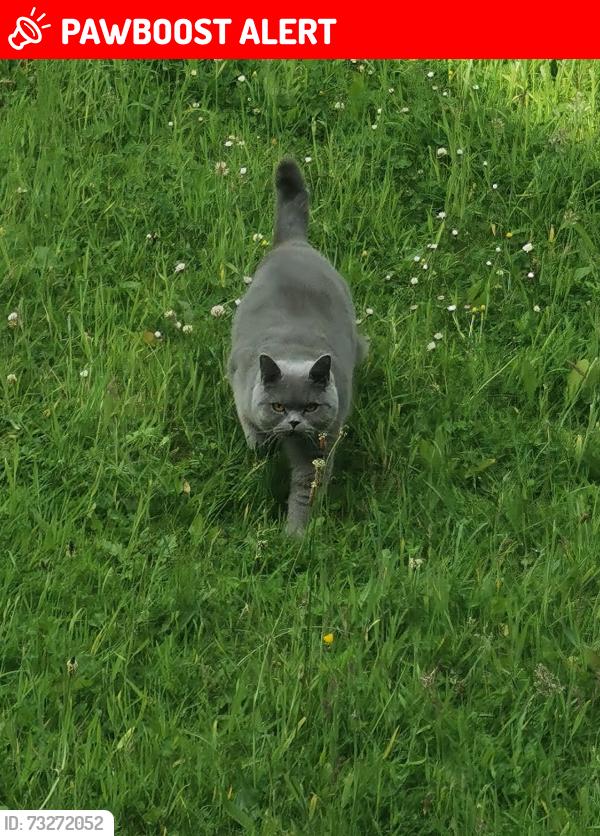 Lost Male Cat last seen Copse close, Blackburn with Darwen, England 