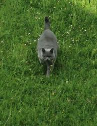 Lost Male Cat last seen Copse close, Blackburn with Darwen, England 