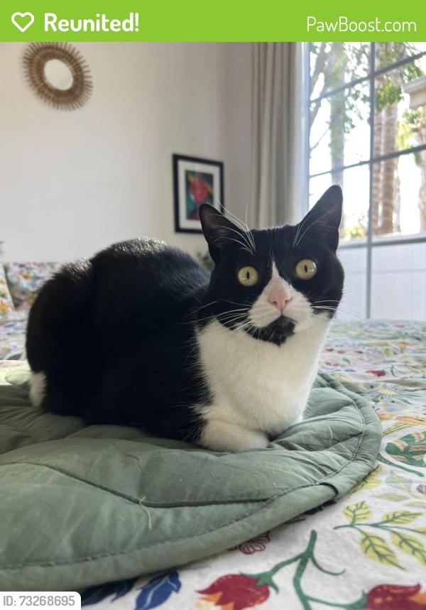 Reunited Female Cat last seen Hatteras St near Paradise Nursery, Los Angeles, CA 91356