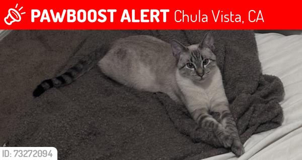 Lost Female Cat last seen Foxhill Chula Vista, Chula Vista, CA 91911