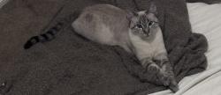 Lost Female Cat last seen Foxhill Chula Vista, Chula Vista, CA 91911
