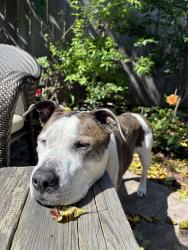 Lost Female Dog last seen around the Whole Foods on Telegraph ave Berkeley, Berkeley, CA 94705