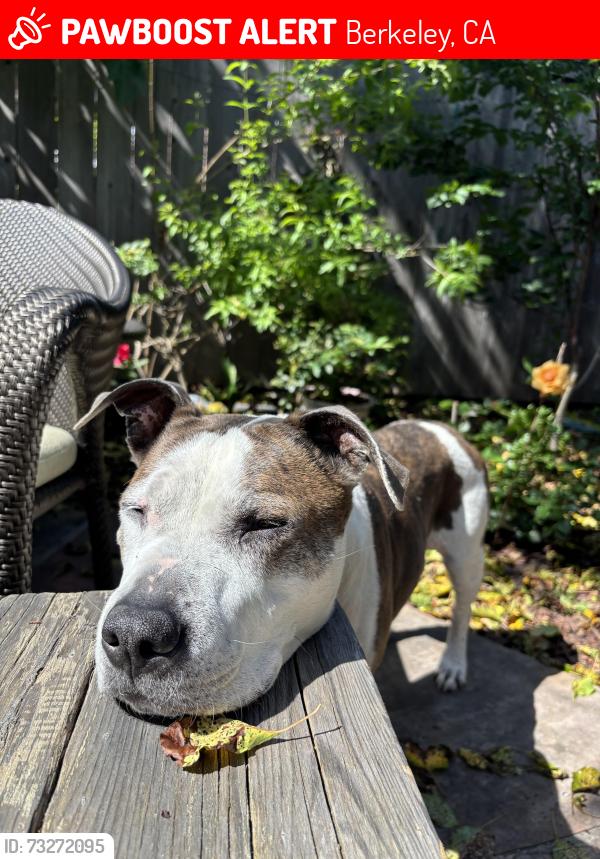 Lost Female Dog last seen around the Whole Foods on Telegraph ave Berkeley, Berkeley, CA 94705