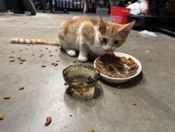 Found/Stray Male Cat last seen near almanor and emerald, Oxnard, CA 93036