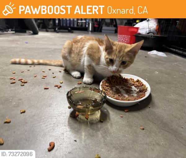 Found/Stray Male Cat last seen near almanor and emerald, Oxnard, CA 93036