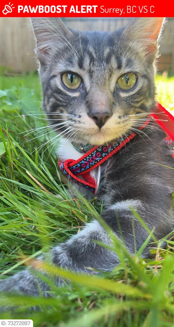 Lost Male Cat last seen 148st 65a ave, Surrey, BC V3S 3C6