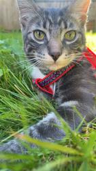 Lost Male Cat last seen 148st 65a ave, Surrey, BC V3S 3C6