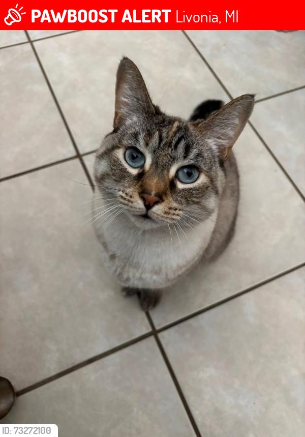 Lost Female Cat last seen 8 mile & middlebelt, Livonia, MI 48150