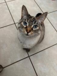 Lost Female Cat last seen 8 mile & middlebelt, Livonia, MI 48150
