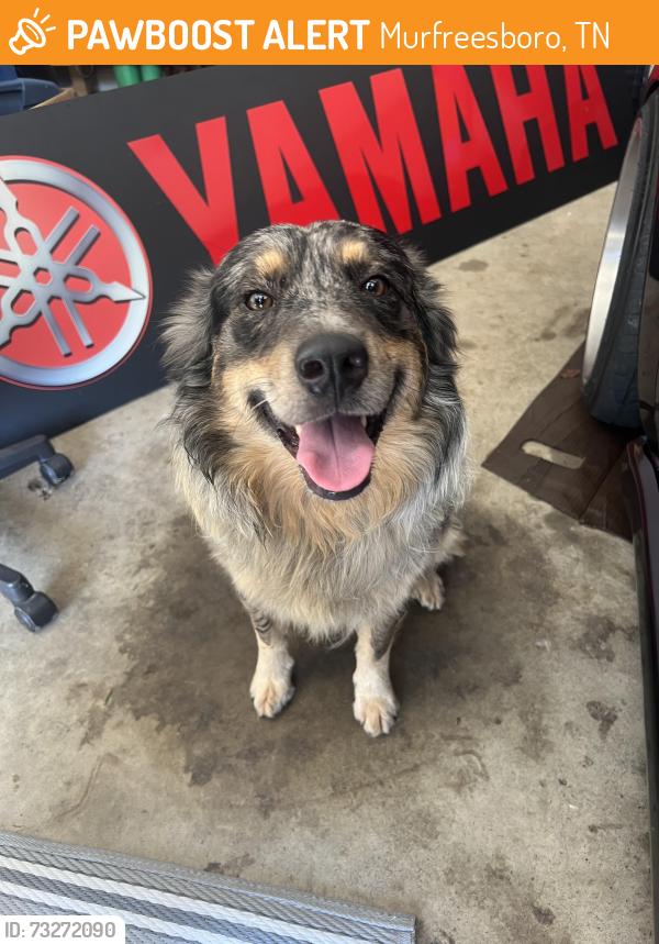 Found/Stray Male Dog last seen River Rock Blvd & Centertree Dr, Murfreesboro, TN 37128