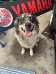 Found/Stray Male Dog last seen River Rock Blvd & Centertree Dr, Murfreesboro, TN 37128