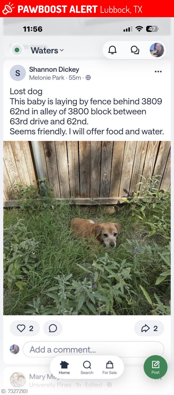 Lost Male Dog last seen Near 62nd dr, Lubbock, TX 79413