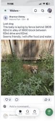Lost Male Dog last seen Near 62nd dr, Lubbock, TX 79413