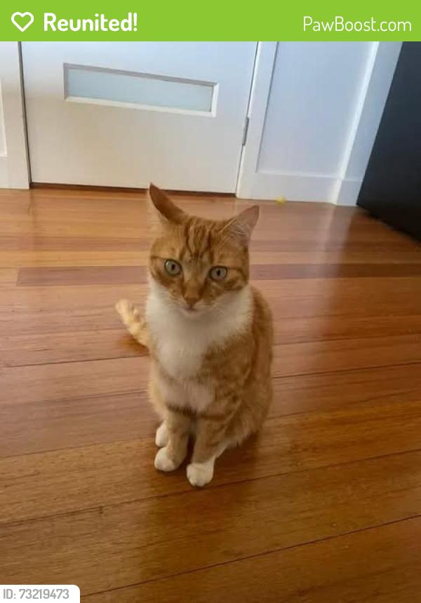 Reunited Male Cat last seen Nepean Hwy between Laburnum St and White St, Parkdale, VIC 3195