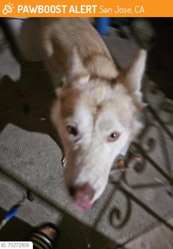 Found/Stray Female Dog last seen Lonebluff and Balfour Dr., San Jose, CA 95111
