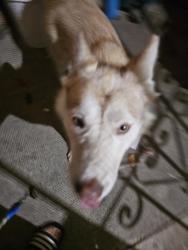 Found/Stray Female Dog last seen Lonebluff and Balfour Dr., San Jose, CA 95111