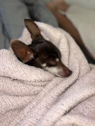 Reunited Male Dog last seen Dash point road, Federal Way, WA 98023