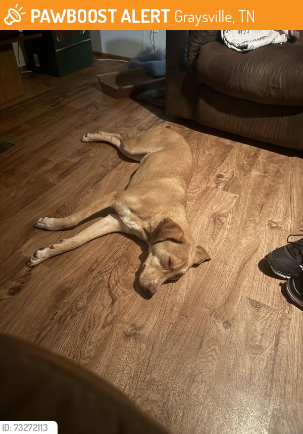 Found/Stray Female Dog last seen Hickman lane , Old Graysville Road, Graysville, TN 37338