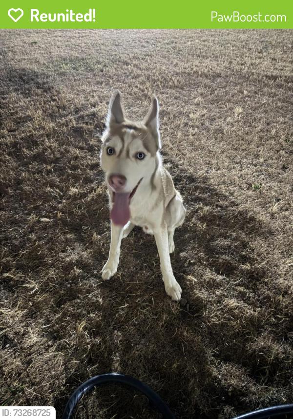 Reunited Male Dog last seen 88th St SW & Custer Rd SW, Lakewood, WA 98499, USA, Lakewood, WA 98499