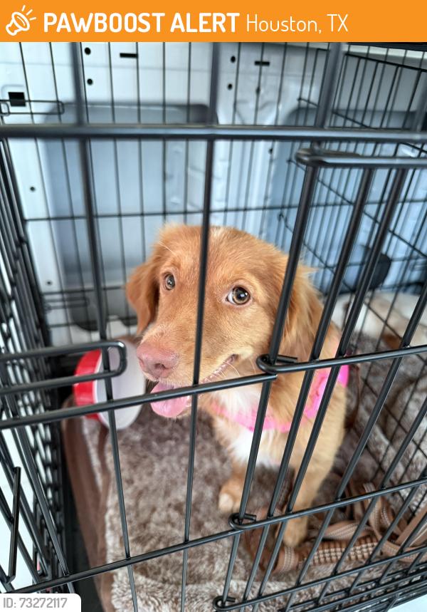 Found/Stray Female Dog last seen Ella Blvd, Houston, TX 77090