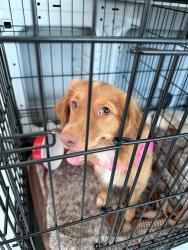 Found/Stray Female Dog last seen Ella Blvd, Houston, TX 77090