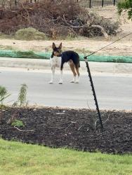 Found/Stray Unknown Dog last seen Roxburg, San Antonio, TX 78260