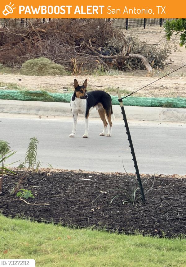 Found/Stray Unknown Dog last seen Roxburg, San Antonio, TX 78260