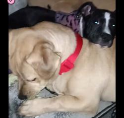 Lost Female Dog last seen Near crocker st Los Angeles CA,90013, Los Angeles, CA 90013