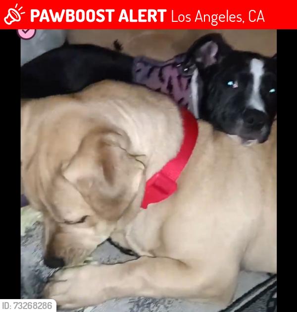 Lost Female Dog last seen Near crocker st Los Angeles CA,90013, Los Angeles, CA 90013