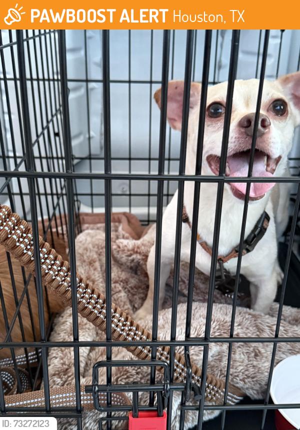 Found/Stray Male Dog last seen Ella Blvd, Houston, TX 77090