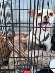 Found/Stray Male Dog last seen Ella Blvd, Houston, TX 77090