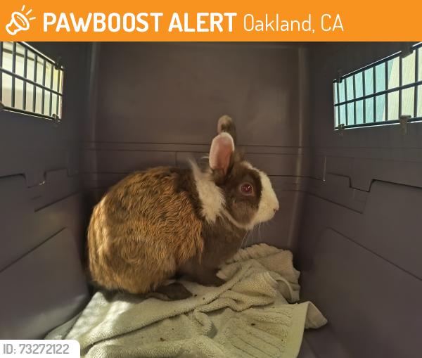 Found/Stray Unknown Rabbit last seen Loma Vista and Redding St, Oakland, CA 94619