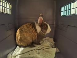 Found/Stray Unknown Rabbit last seen Loma Vista and Redding St, Oakland, CA 94619
