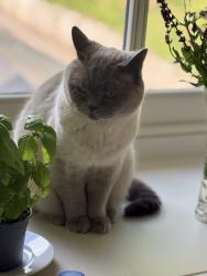 Lost Male Cat last seen Bradshaw street, Sunderland, England 