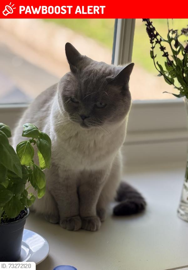Lost Male Cat last seen Bradshaw street, Sunderland, England 