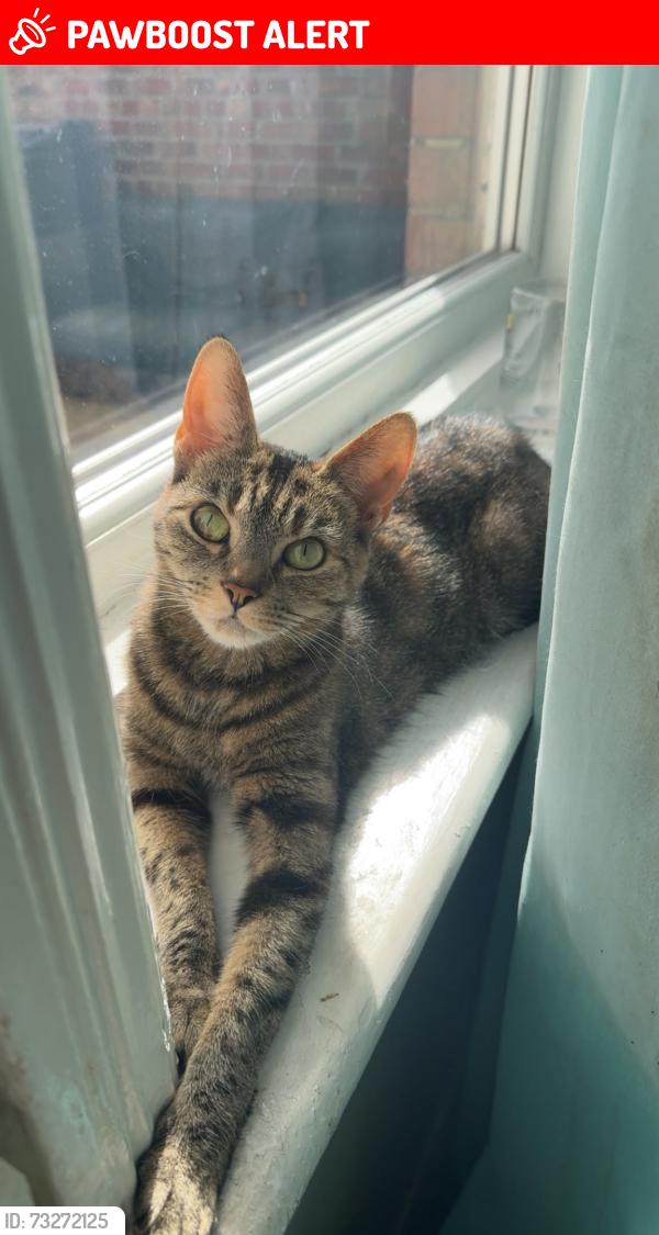 Lost Female Cat last seen Bracks Farm, County Durham, England 