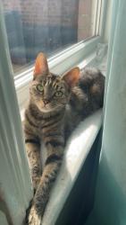 Lost Female Cat last seen Bracks Farm, County Durham, England 