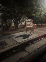 Found/Stray Unknown Dog last seen Lomas/Alon Gas Station, Albuquerque, NM 87104
