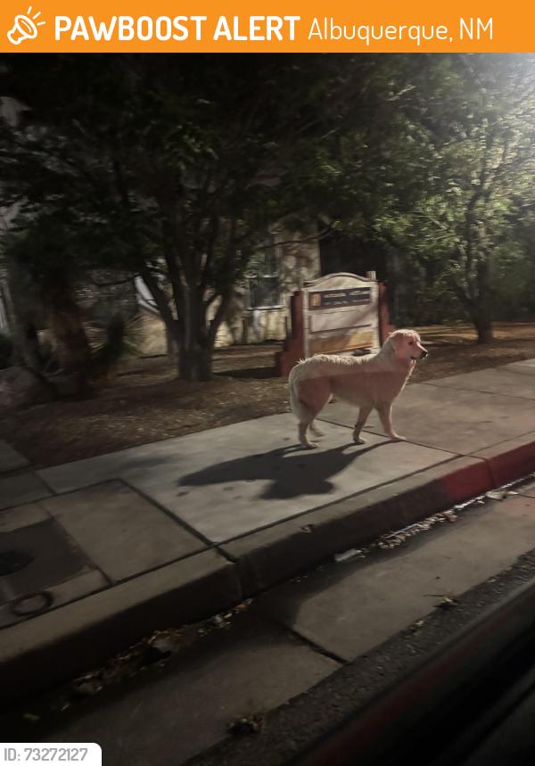 Found/Stray Unknown Dog last seen Lomas/Alon Gas Station, Albuquerque, NM 87104
