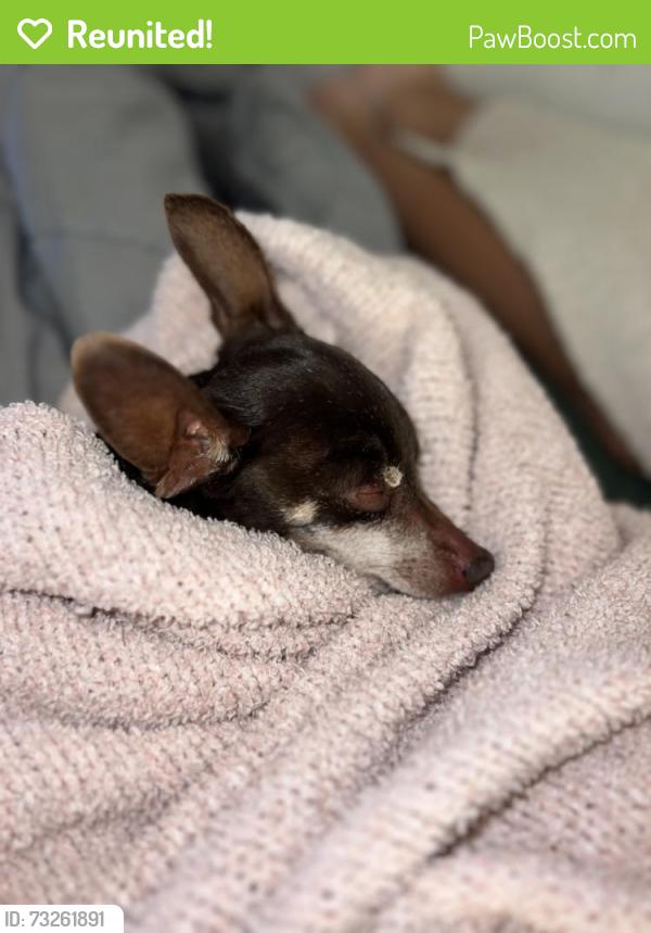 Reunited Male Dog last seen Dash point road, Federal Way, WA 98023