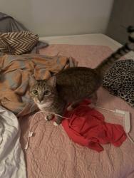 Lost Female Cat last seen Columbus Rd. Off Lucius Drive , Sampit community section of Georgetown,SC, Georgetown, SC 29440