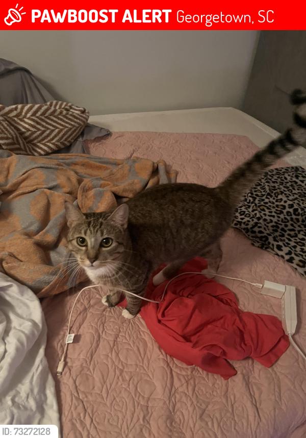 Lost Female Cat last seen Columbus Rd. Off Lucius Drive , Sampit community section of Georgetown,SC, Georgetown, SC 29440