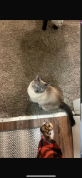 Lost Female Cat last seen Near s 1515 west valley city, Salt Lake City, UT 84123