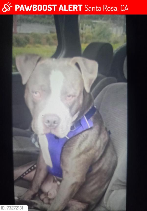 Lost Male Dog last seen Santa rosa avenue and Yolanda ave, Santa Rosa, CA 95404