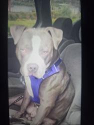 Lost Male Dog last seen Santa rosa avenue and Yolanda ave, Santa Rosa, CA 95404