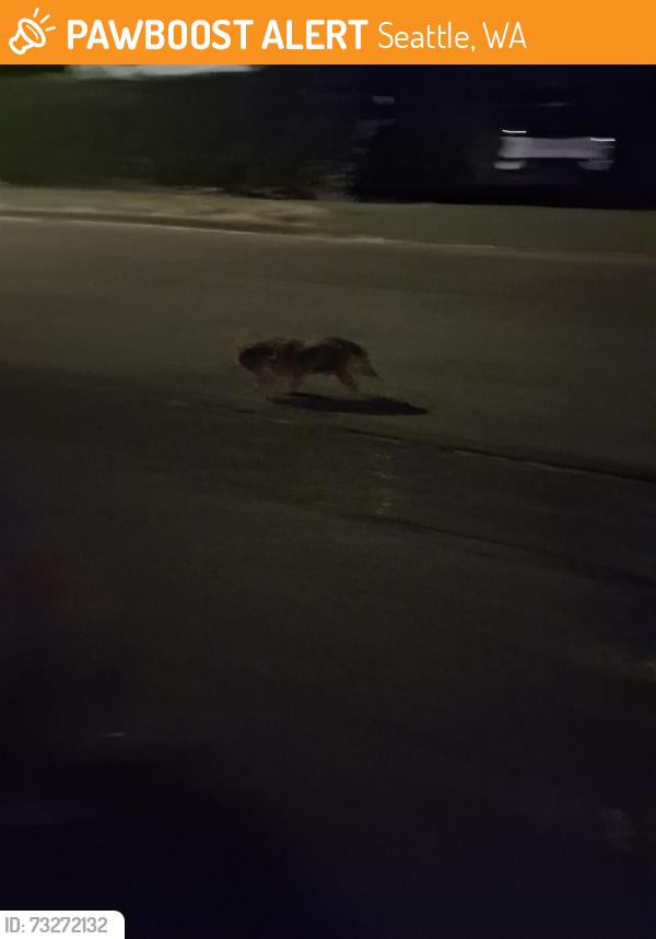 Found/Stray Male Dog last seen Ferdinand and 17th, Seattle, WA 98108