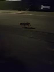 Found/Stray Male Dog last seen Ferdinand and 17th, Seattle, WA 98108