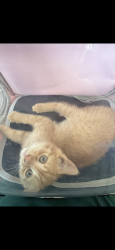 Reunited Male Cat last seen Near grand ave, Queens, NY 11378