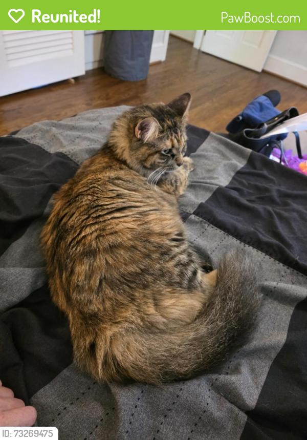 Reunited Female Cat last seen Hartness, Greenville, SC 29615