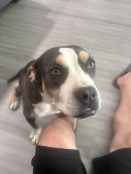 Found/Stray Female Dog last seen Home Depot, San Bernardino, CA 92405
